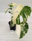 Monstera borsigiana 'Albo'