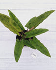 Alocasia lauterbachiana  Variegata