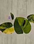 Monstera deliciosa Aurea 'Yellow Marilyn'