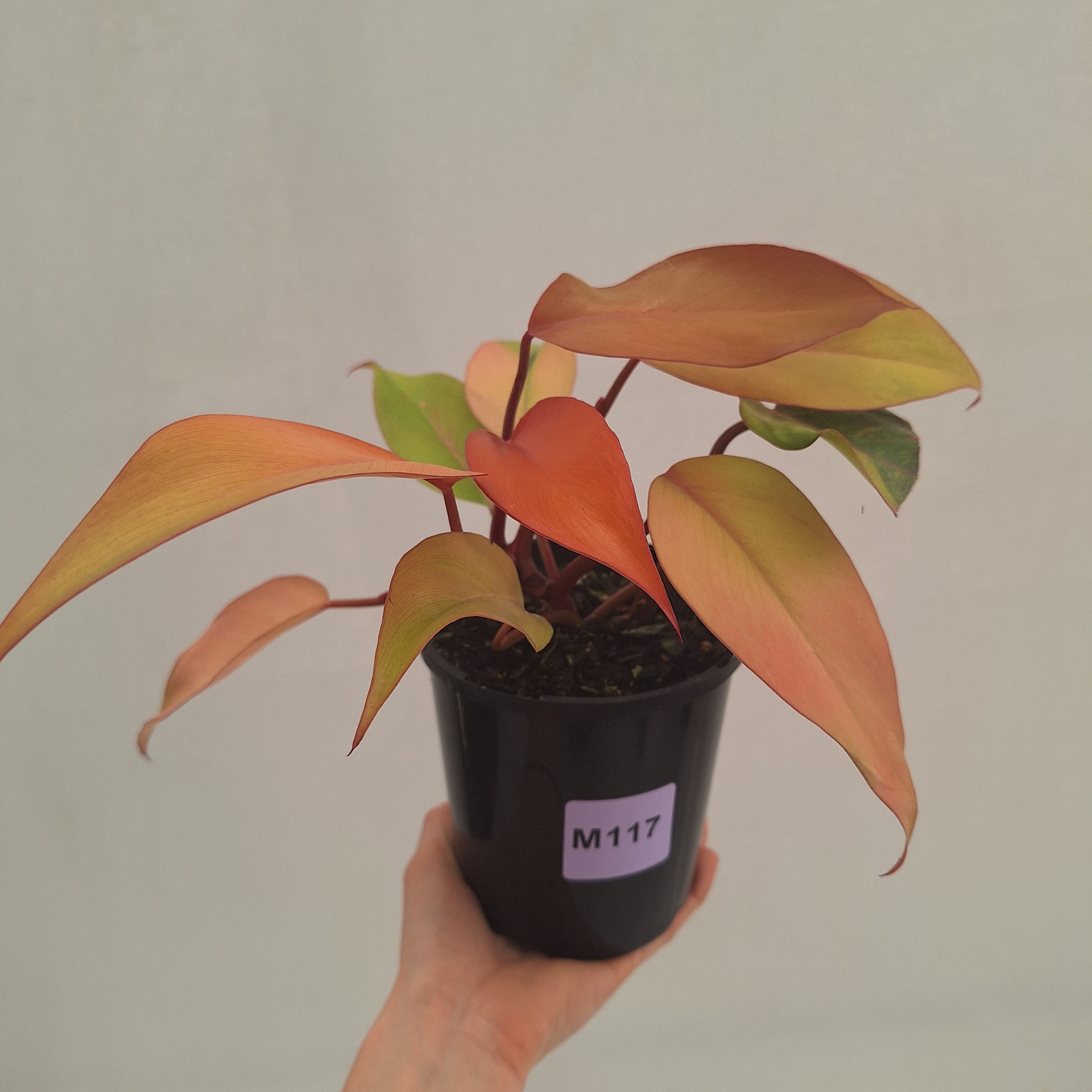 Philodendron 'Orange Princess' Sport