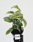Amydrium medium Variegata