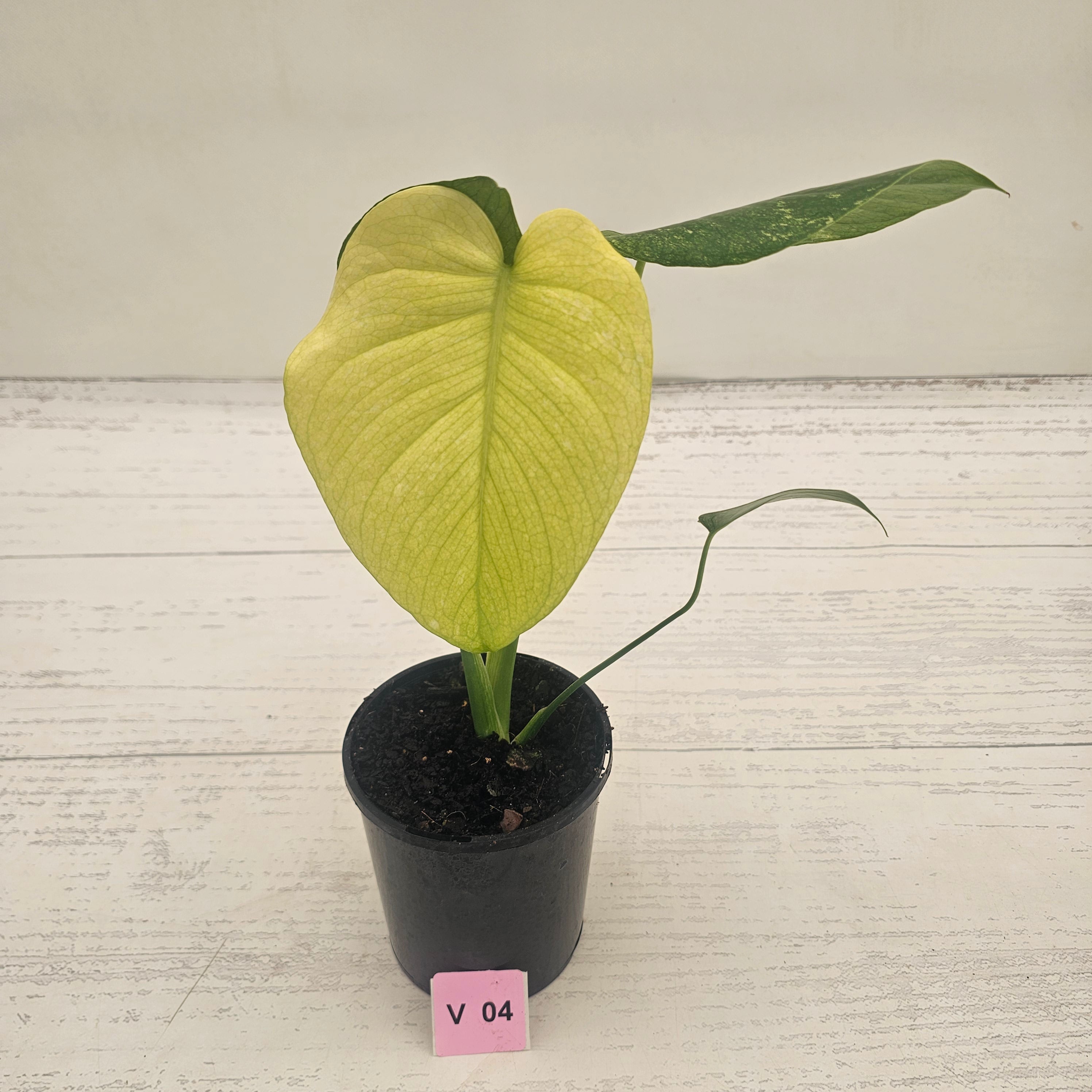 Monstera Deliciosa 'Mint'