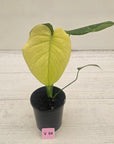 Monstera Deliciosa 'Mint'