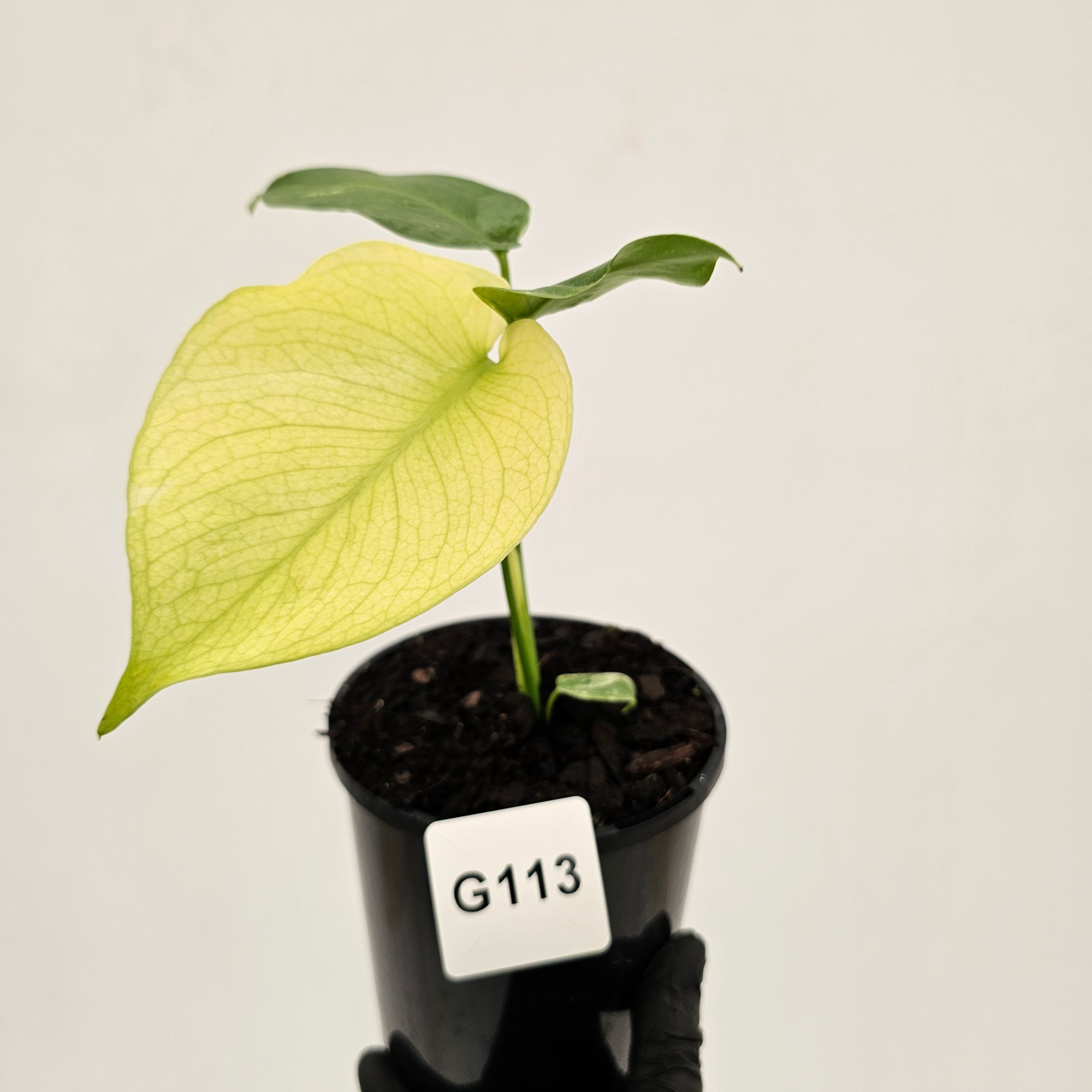 Monstera Deliciosa 'Mint'