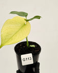 Monstera Deliciosa 'Mint'