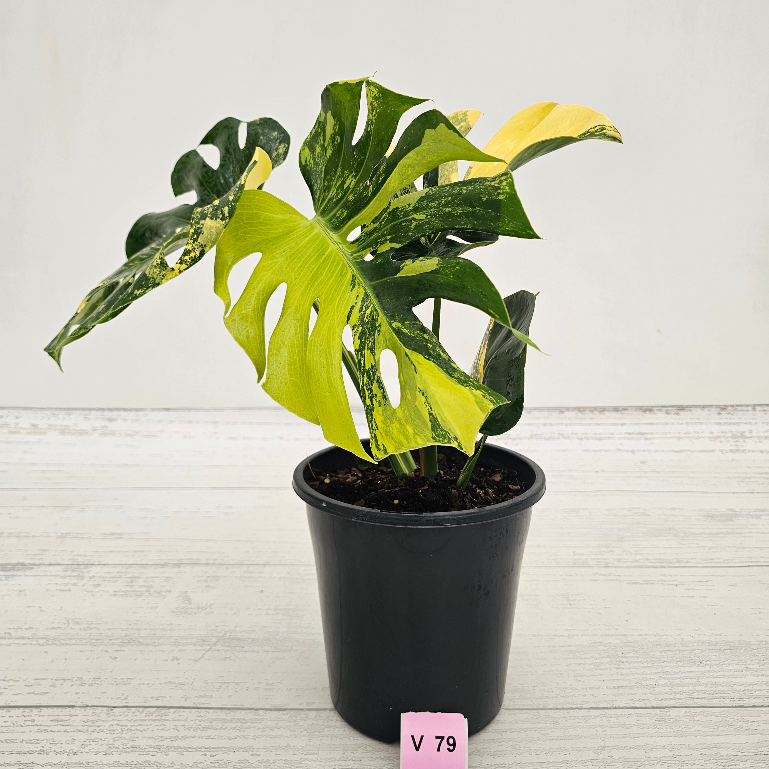 Monstera deliciosa Variegata