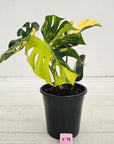 Monstera deliciosa Variegata