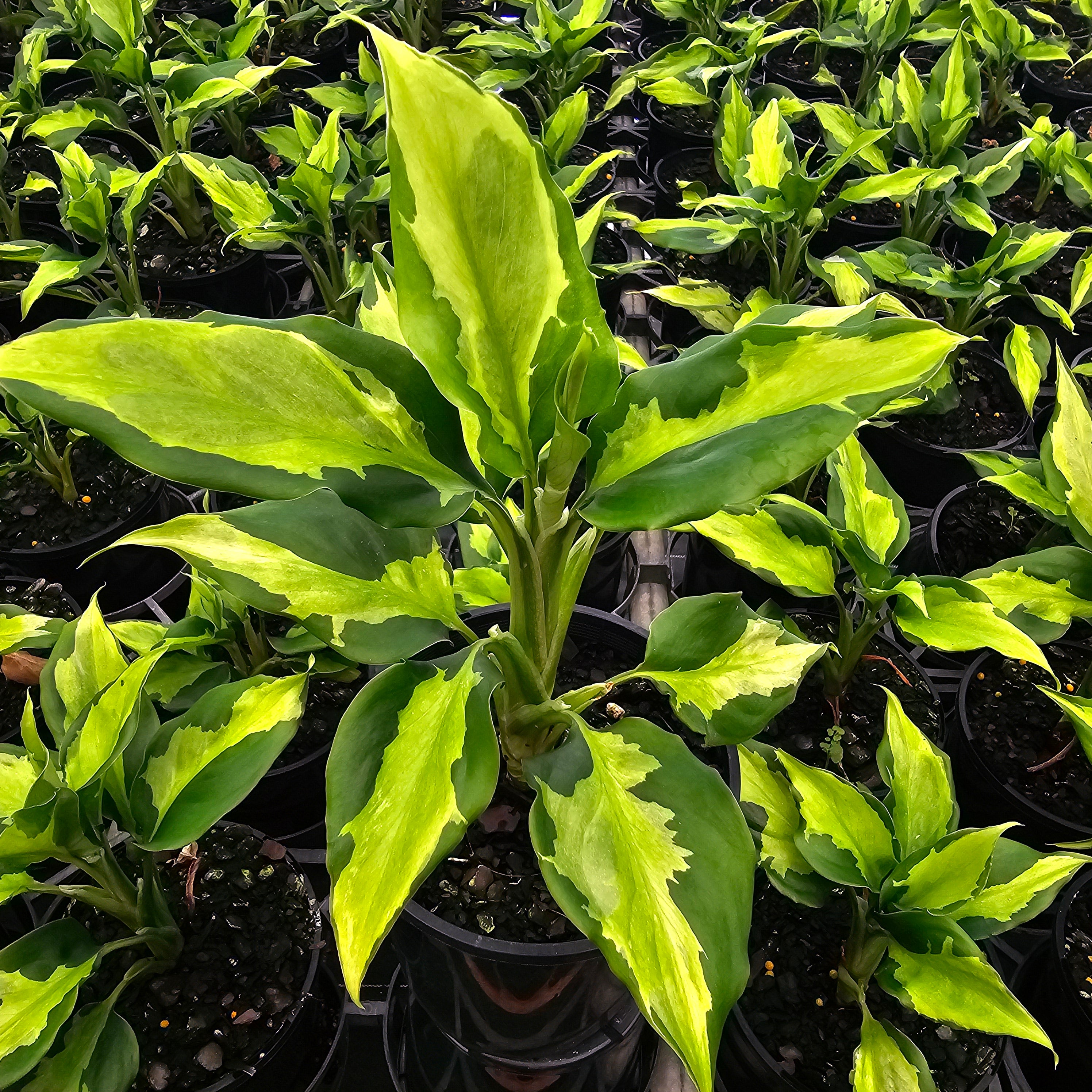aglaonema modestum buy Aglaonema modestum medio pictum 'Shingii' – Enliven Plants