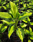 Aglaonema modestum medio pictum 'Shingii'
