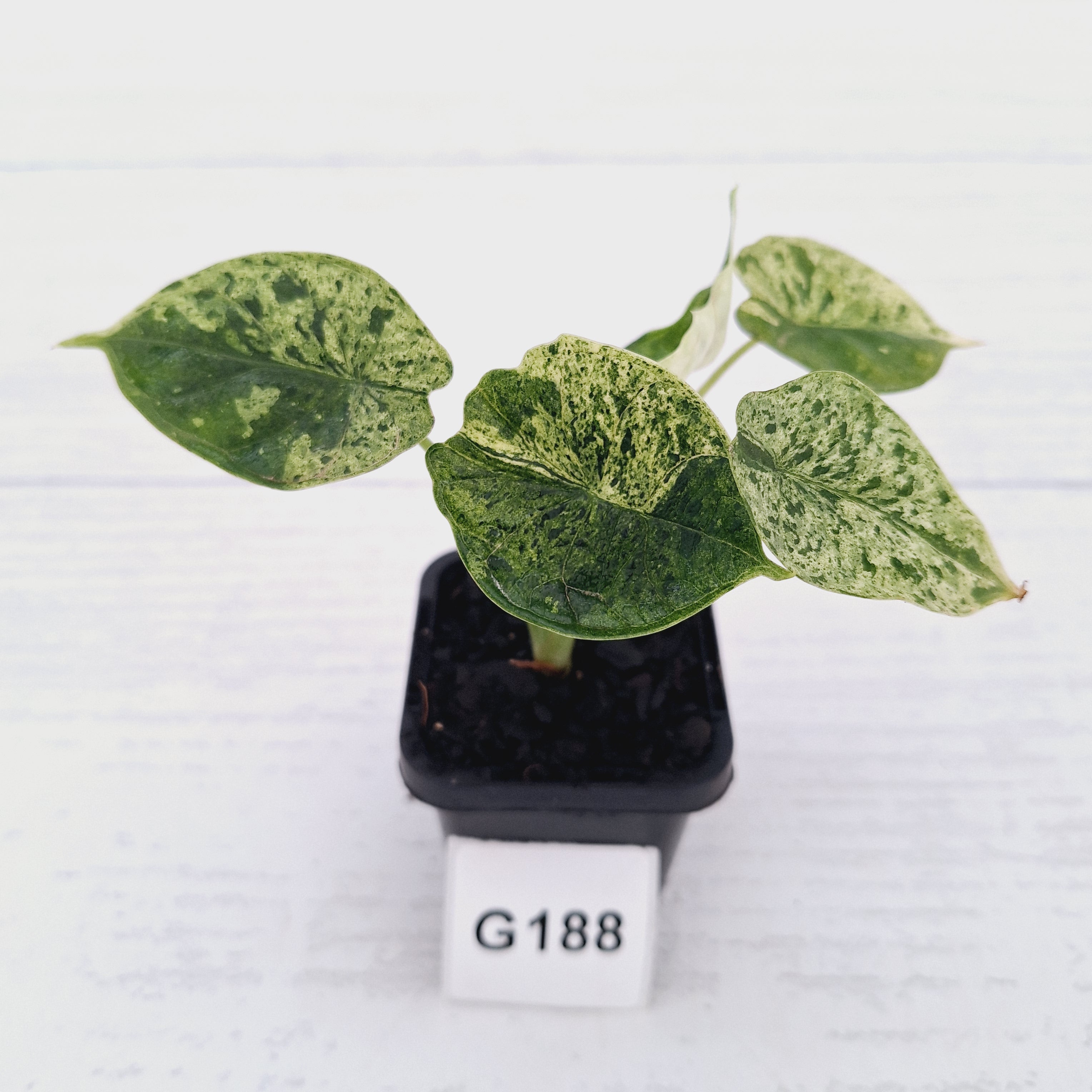 Alocasia baginda ‘Dragon Scale Mint'