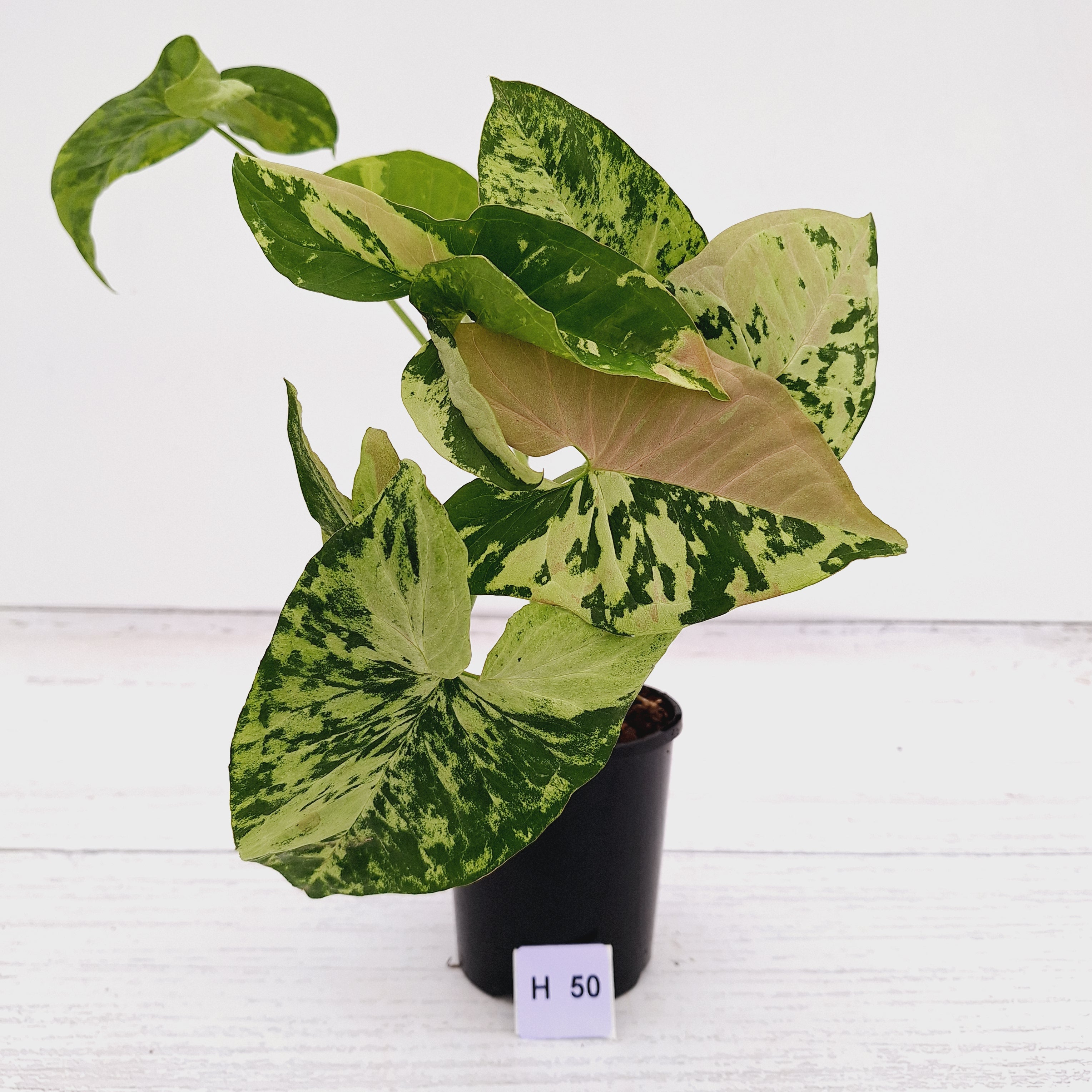 Syngonium podophyllum Confetti Tricolour