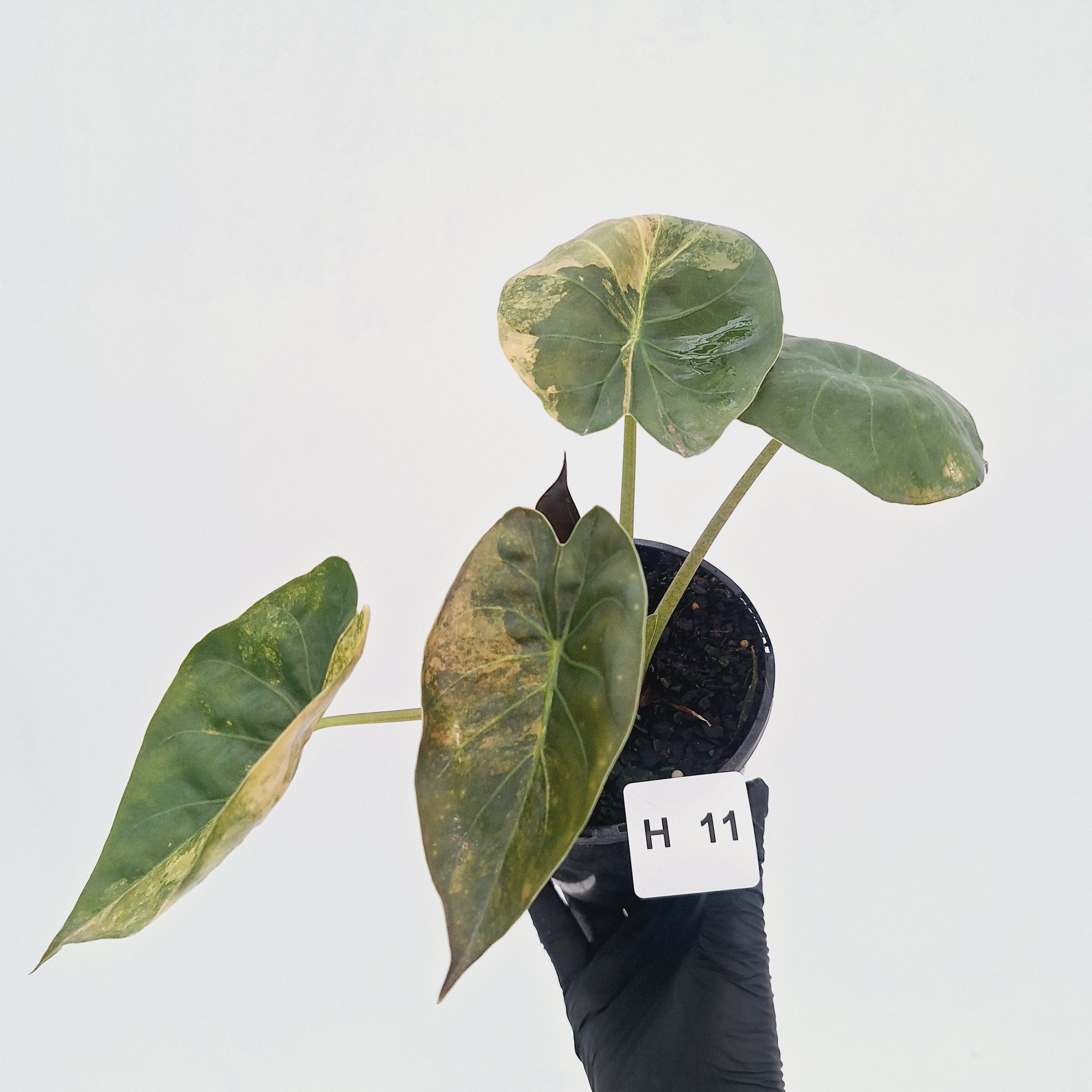 Alocasia ‘wentii’ Variegated