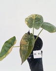 Alocasia ‘wentii’ Variegated