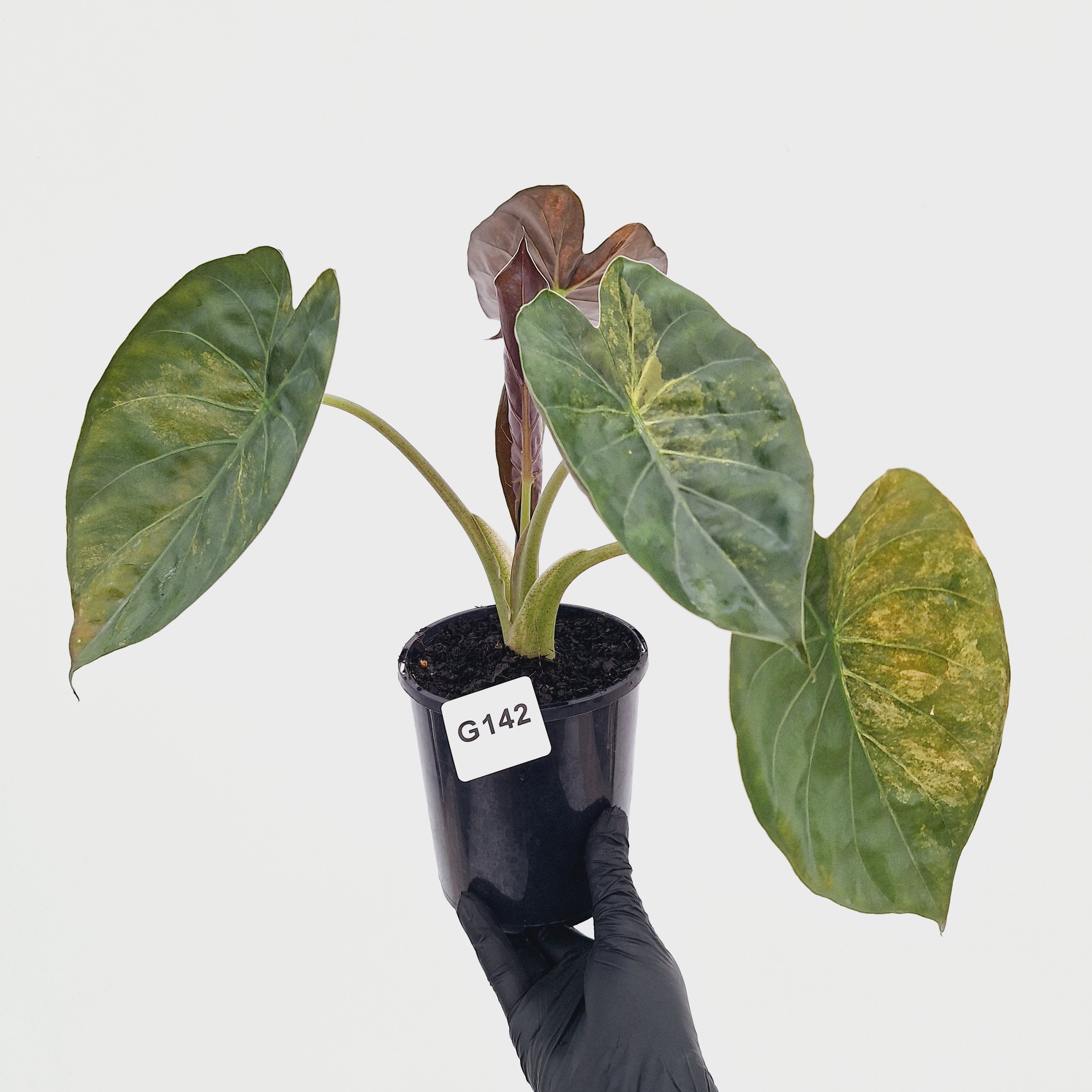 Alocasia ‘wentii’ Variegated