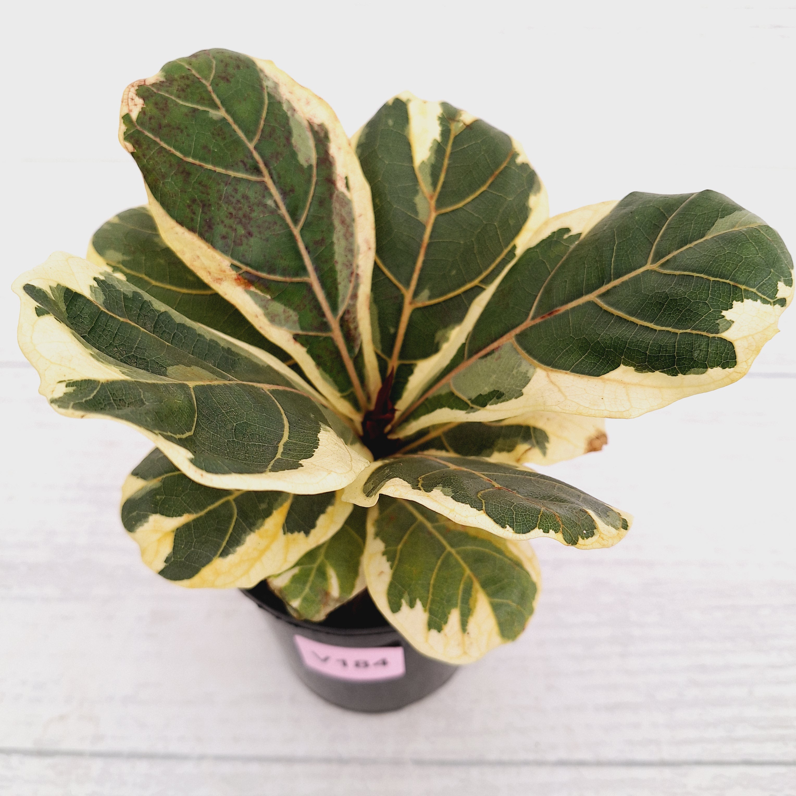 Ficus lyrata Variegata