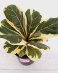 Ficus lyrata Variegata