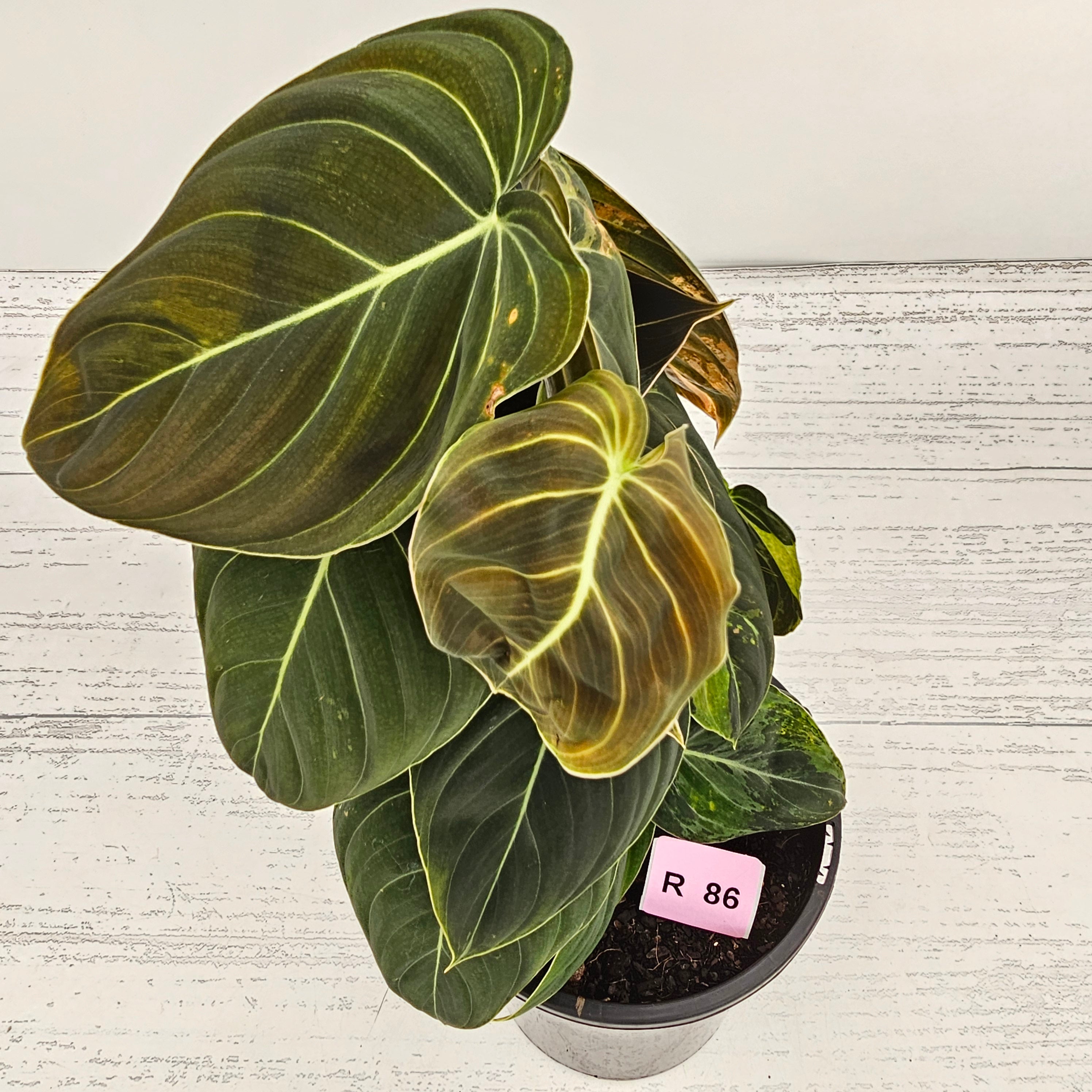 Philodendron melanochrysum Variegata