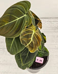 Philodendron melanochrysum Variegata