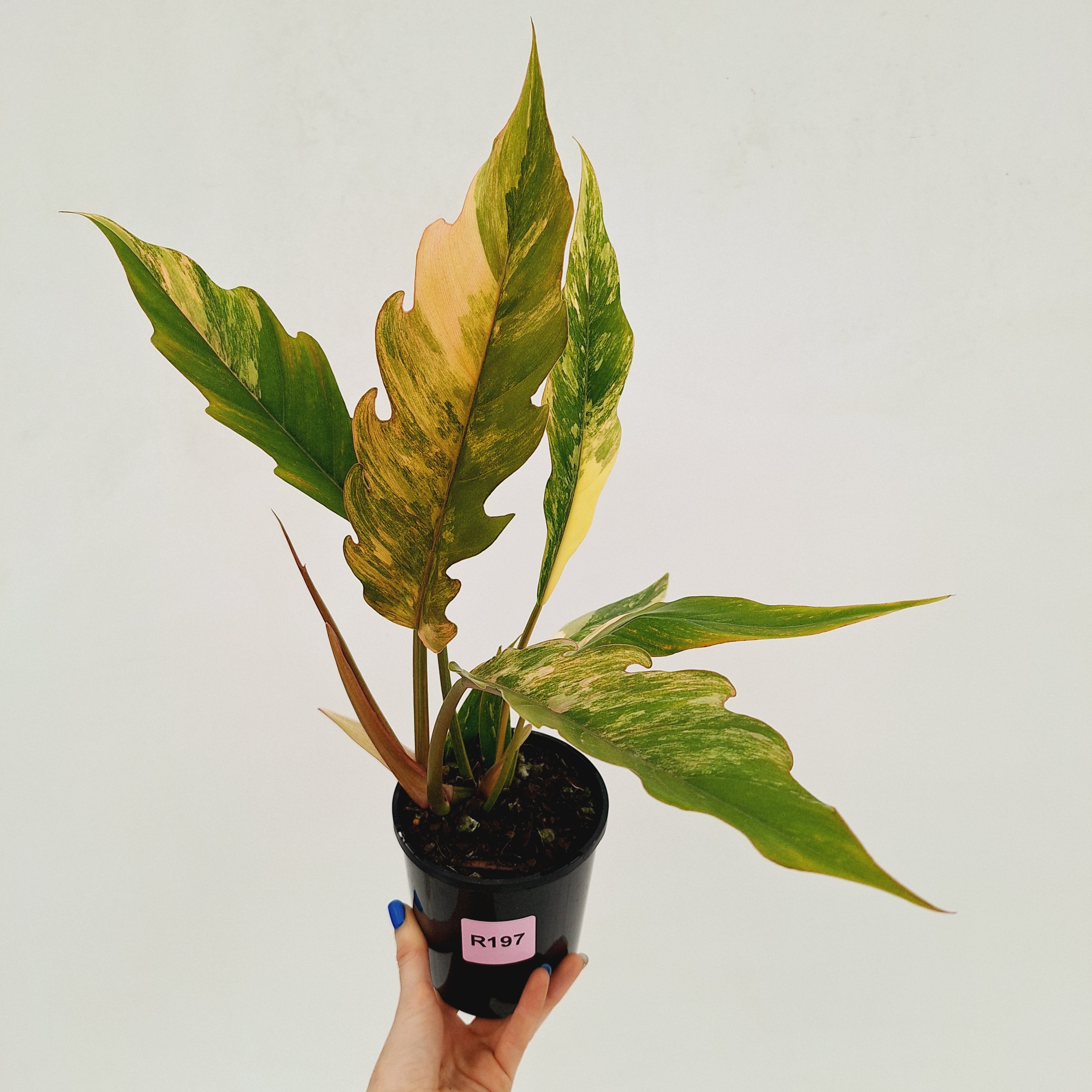 Philodendron serratum 'Caramel Marble'