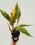 Philodendron serratum 'Caramel Marble'