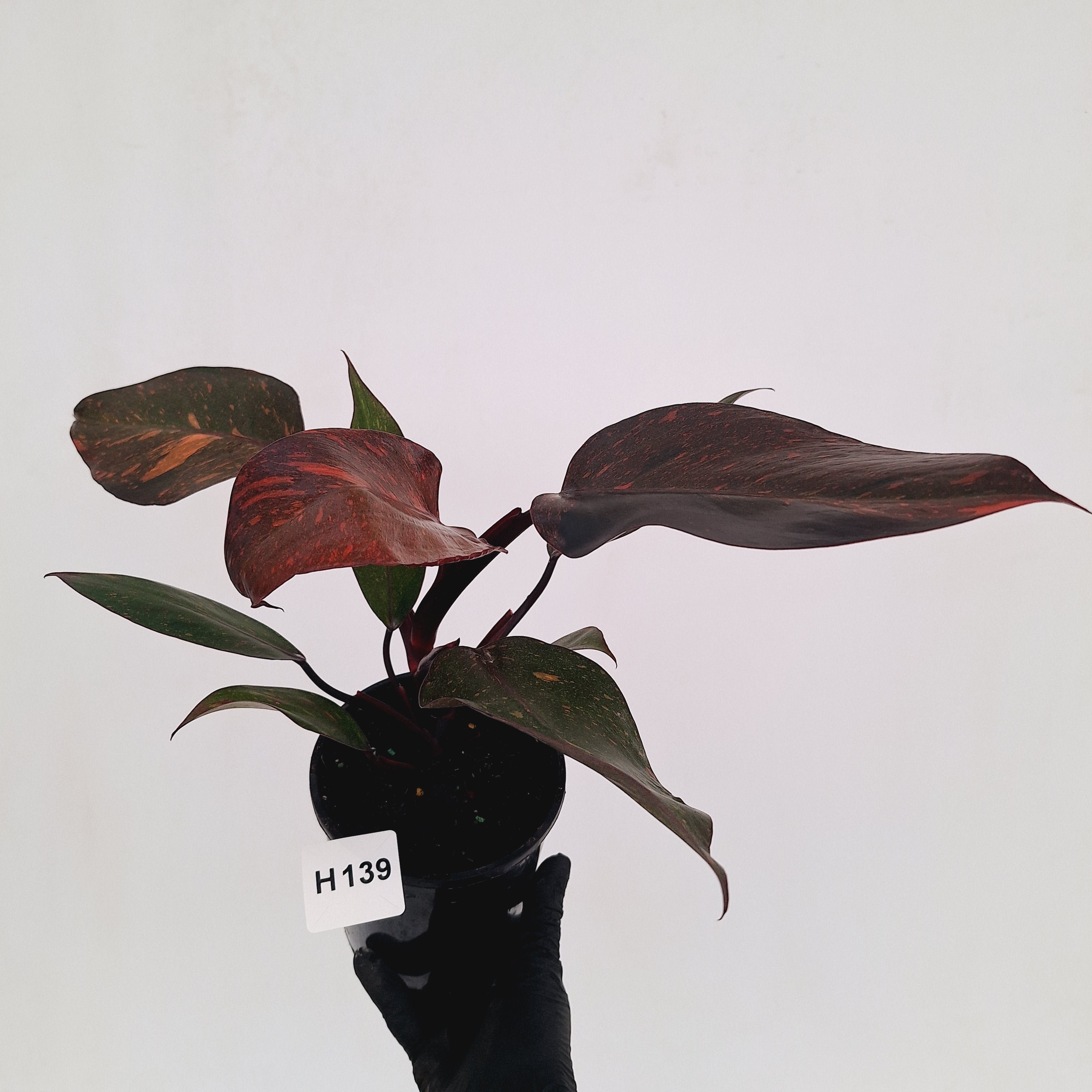 Philodendron 'Orange Princess'