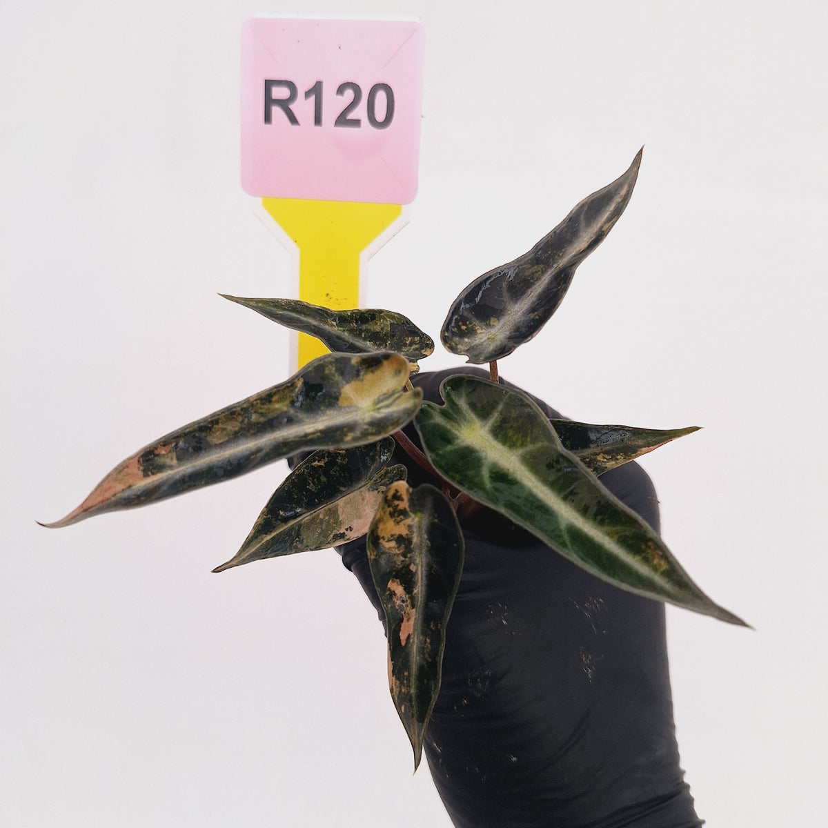 Alocasia Amazonica bambino Variegata - Bare Bottom Baby