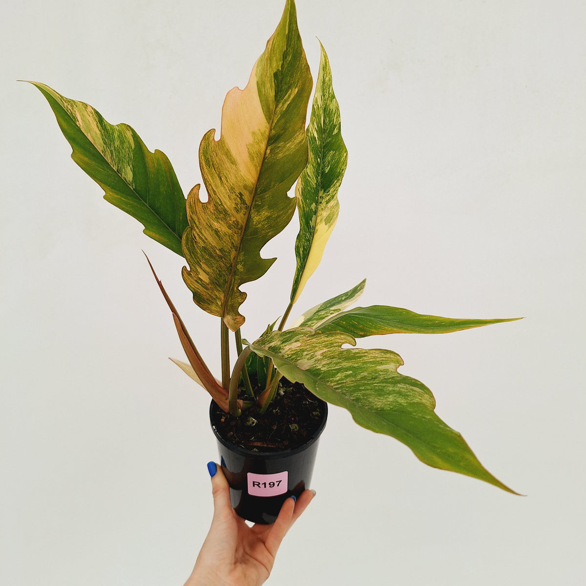 Philodendron serratum 'Caramel Marble'