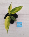 Philodendron pedatum Florida Beauty
