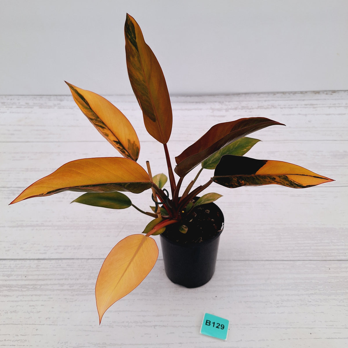 Philodendron 'Rojo Congo Variegated' 125mm - SALE