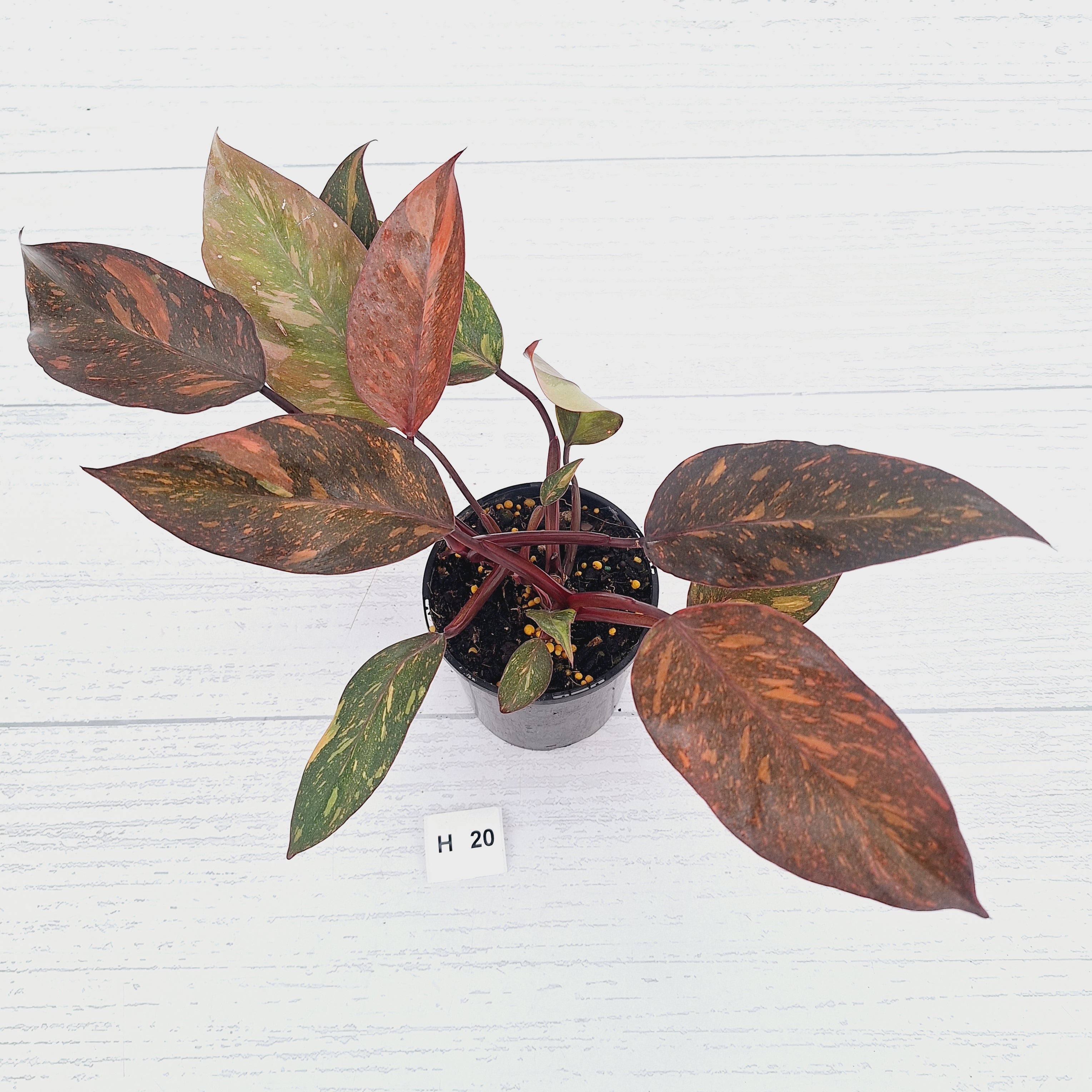 Philodendron 'Orange Princess' - FLASH SALE