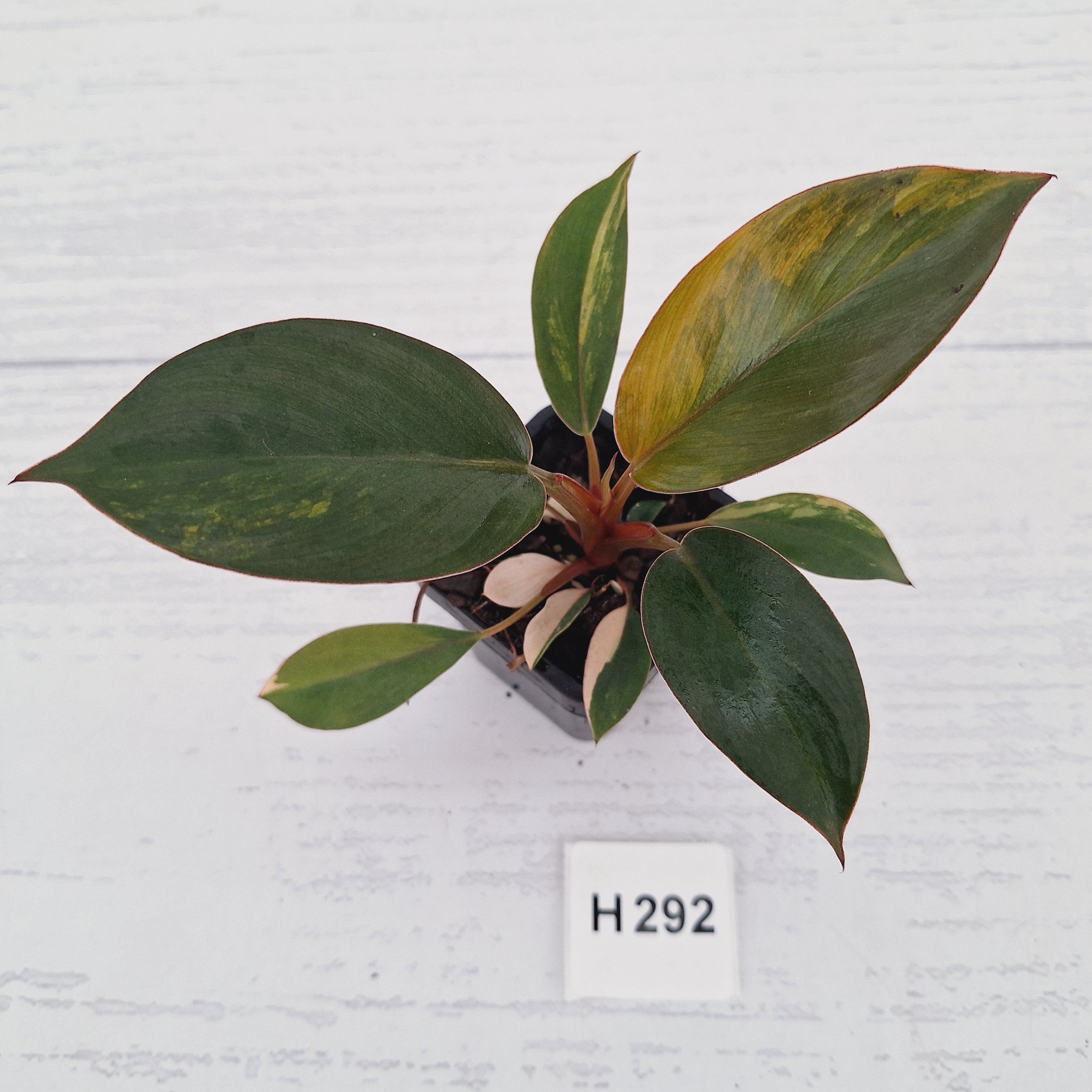 Philodendron 'Rojo Congo Variegated' - SALE