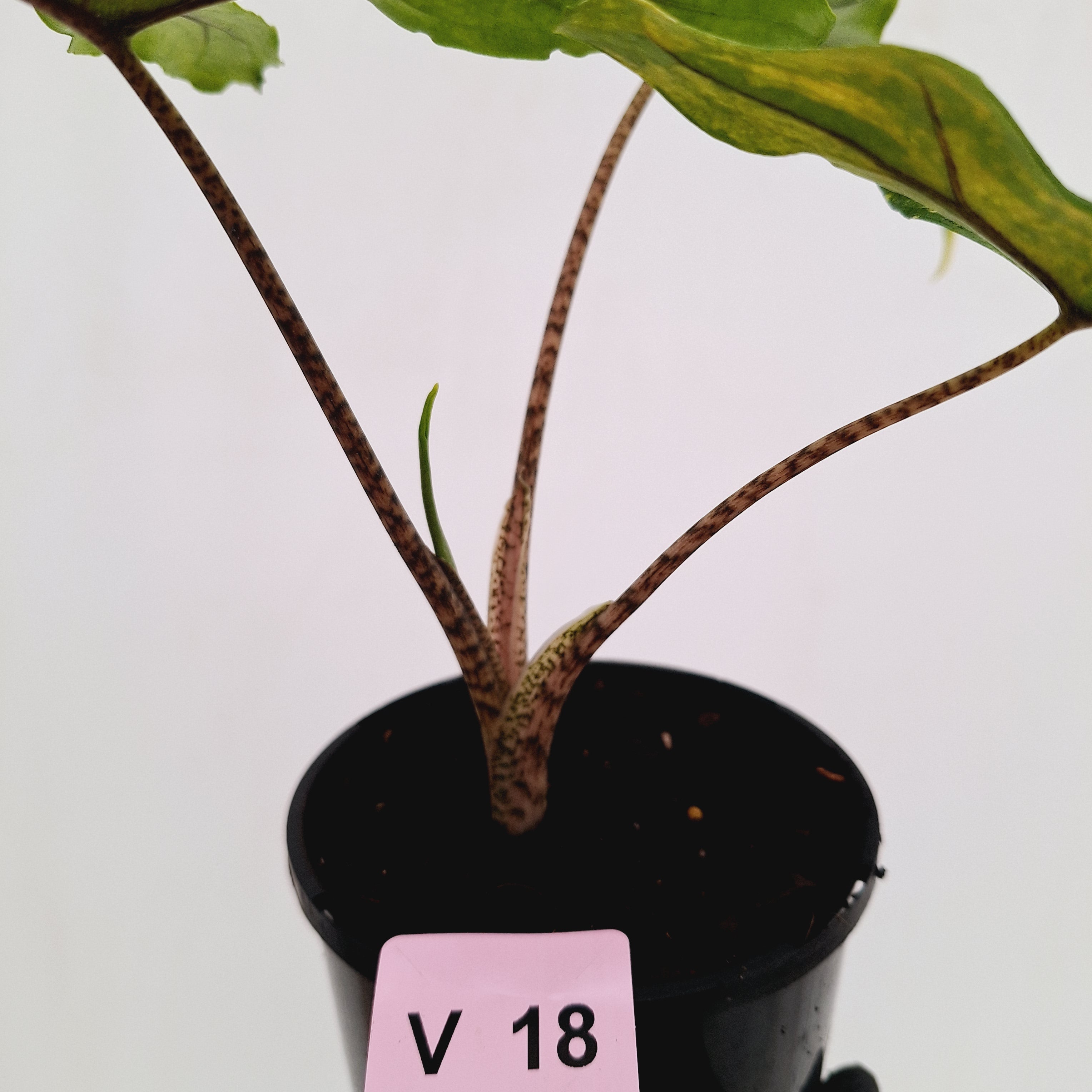 Alocasia sp. ‘Sabrina’ Aurea