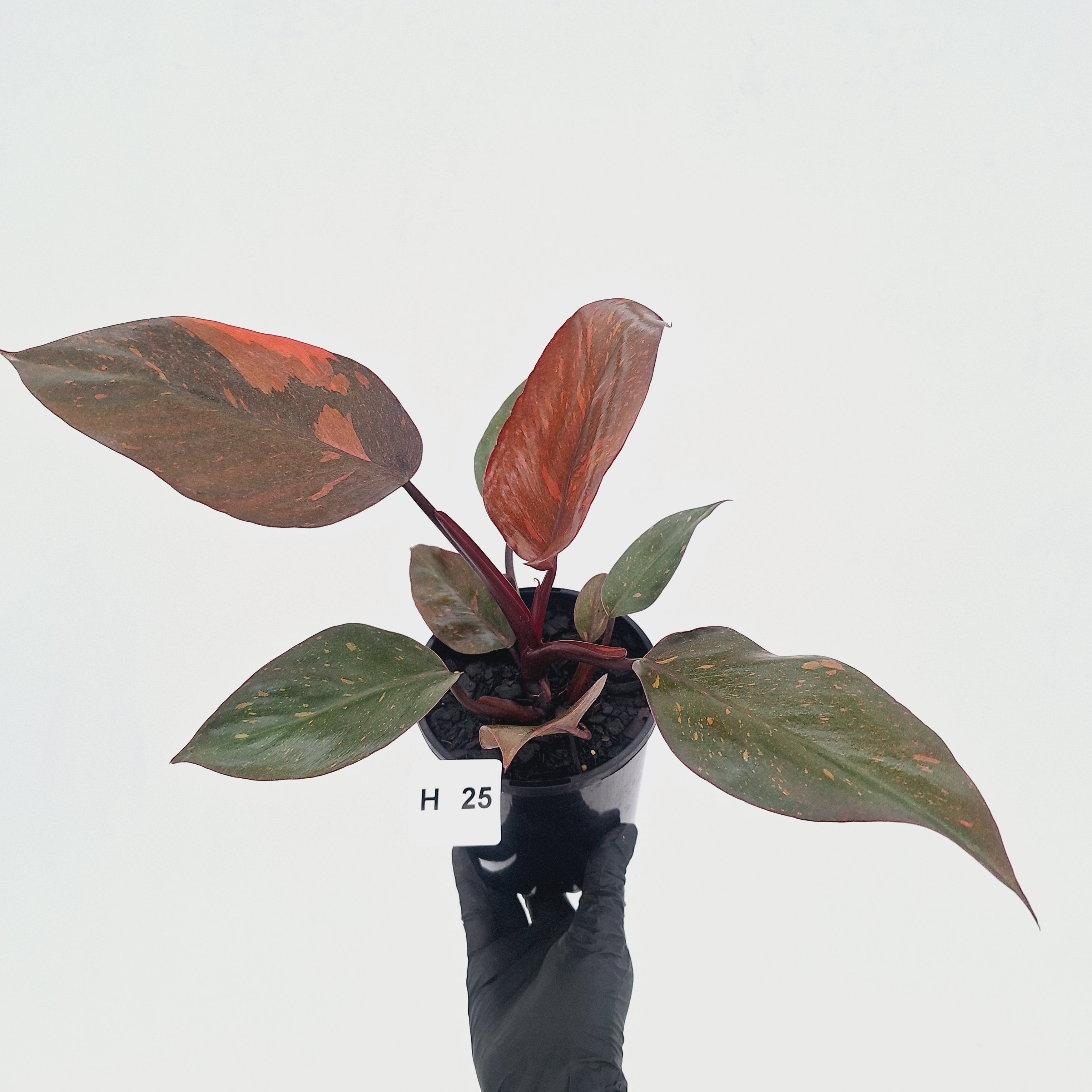 Philodendron 'Orange Princess' - FLASH SALE