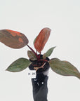 Philodendron 'Orange Princess' - FLASH SALE