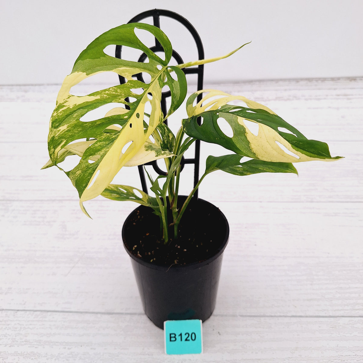 Monstera adansonii Variegata