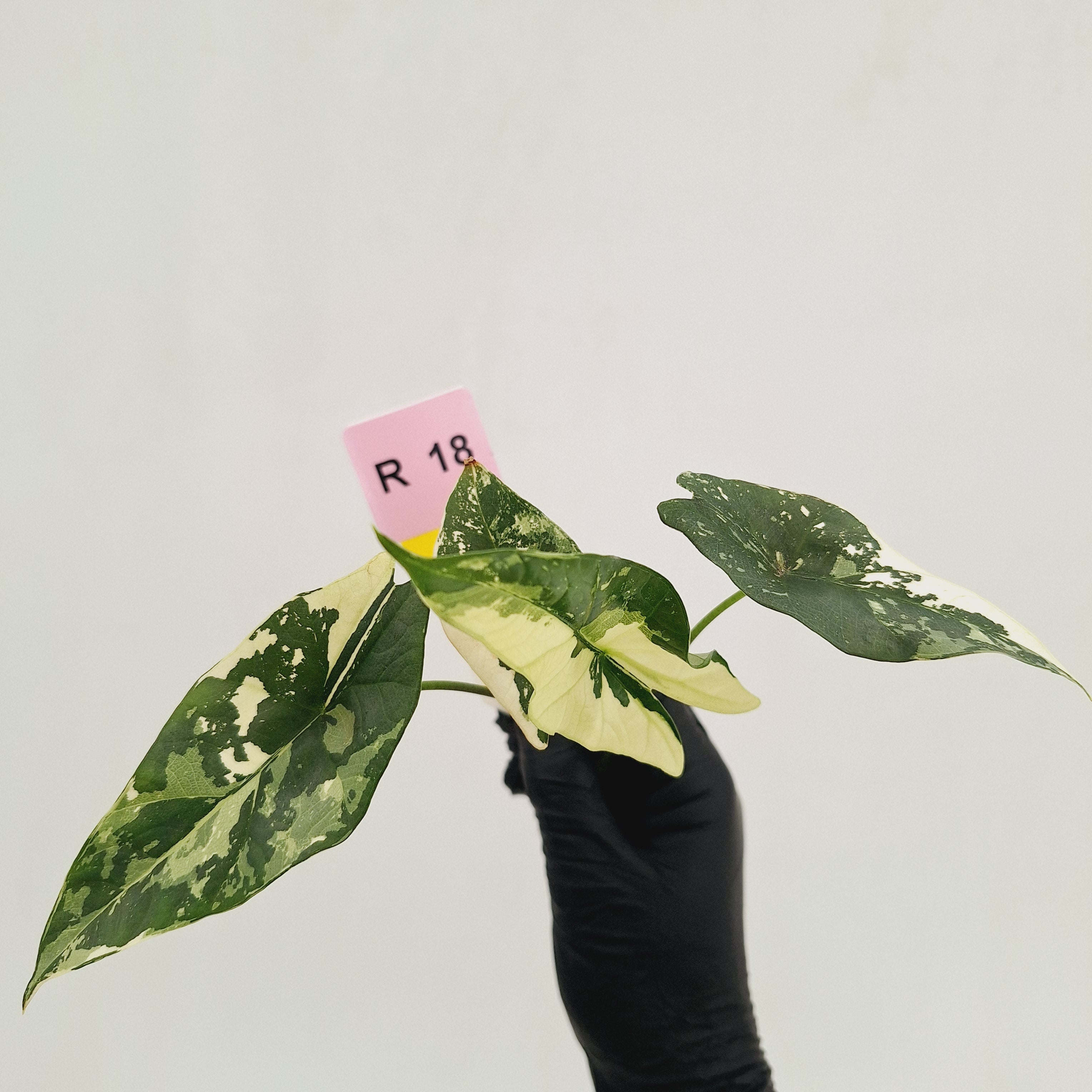 Alocasia 'Simpo'  Variegata- Bare Bottom Baby - SALE
