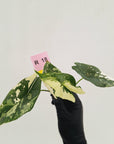 Alocasia 'Simpo'  Variegata- Bare Bottom Baby - SALE