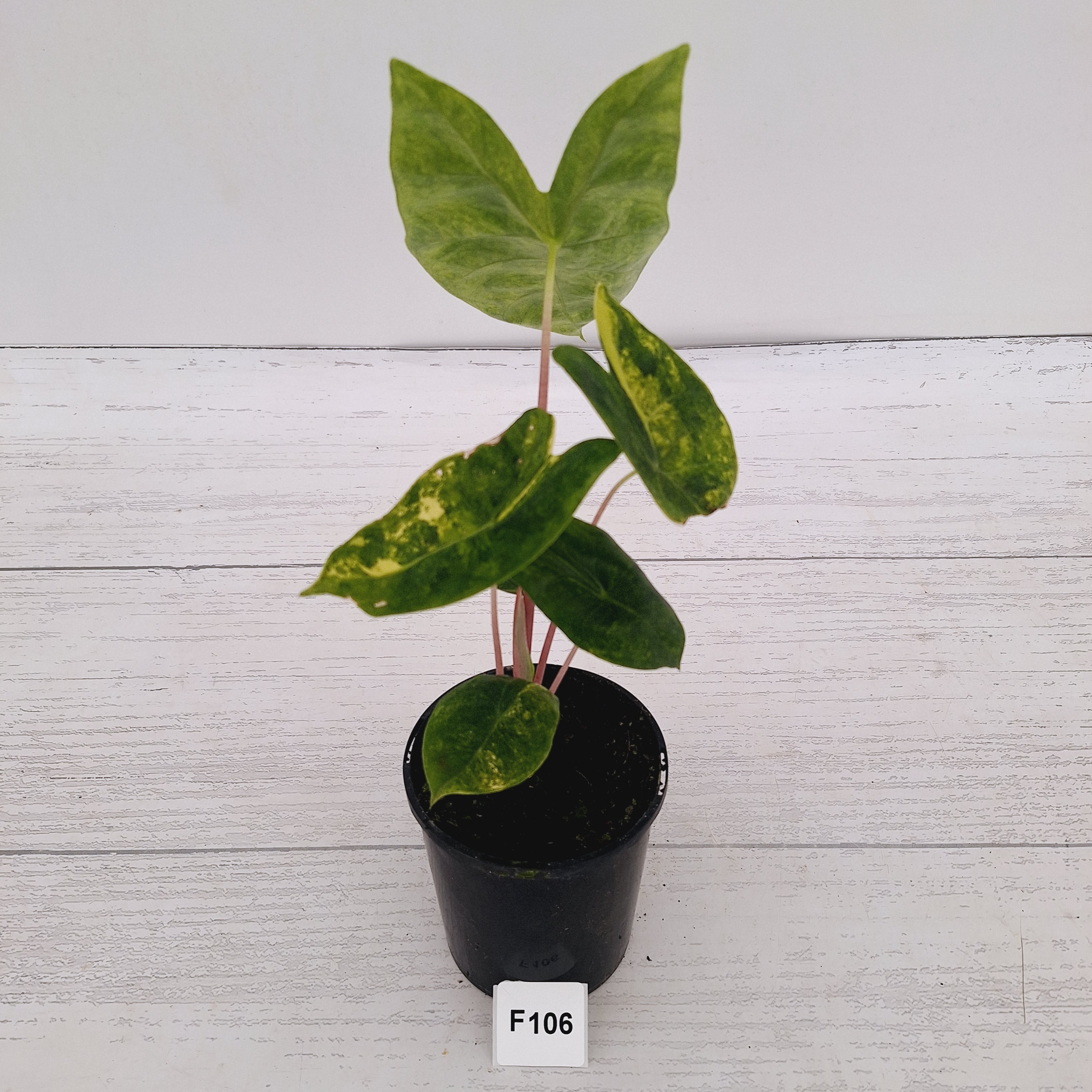 Alocasia 'Morocco' Variegated - SALE