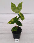 Alocasia 'Morocco' Variegated - SALE