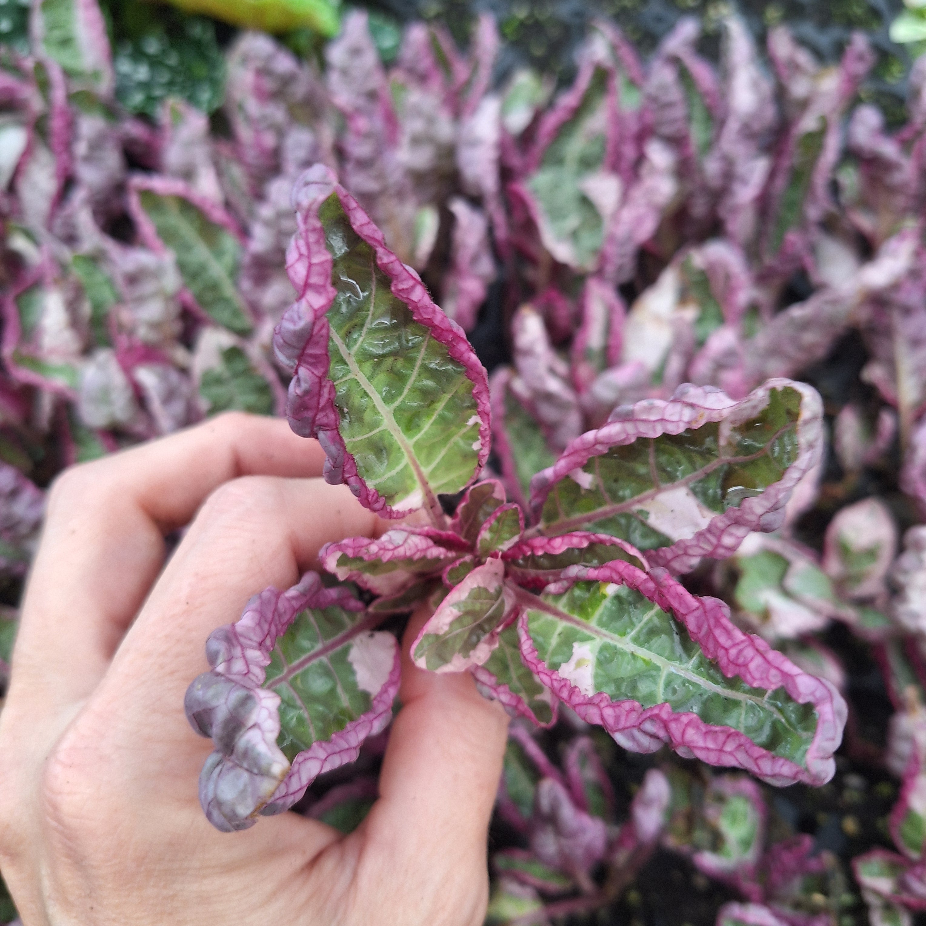 Hemigraphis exotica 'Snow White'