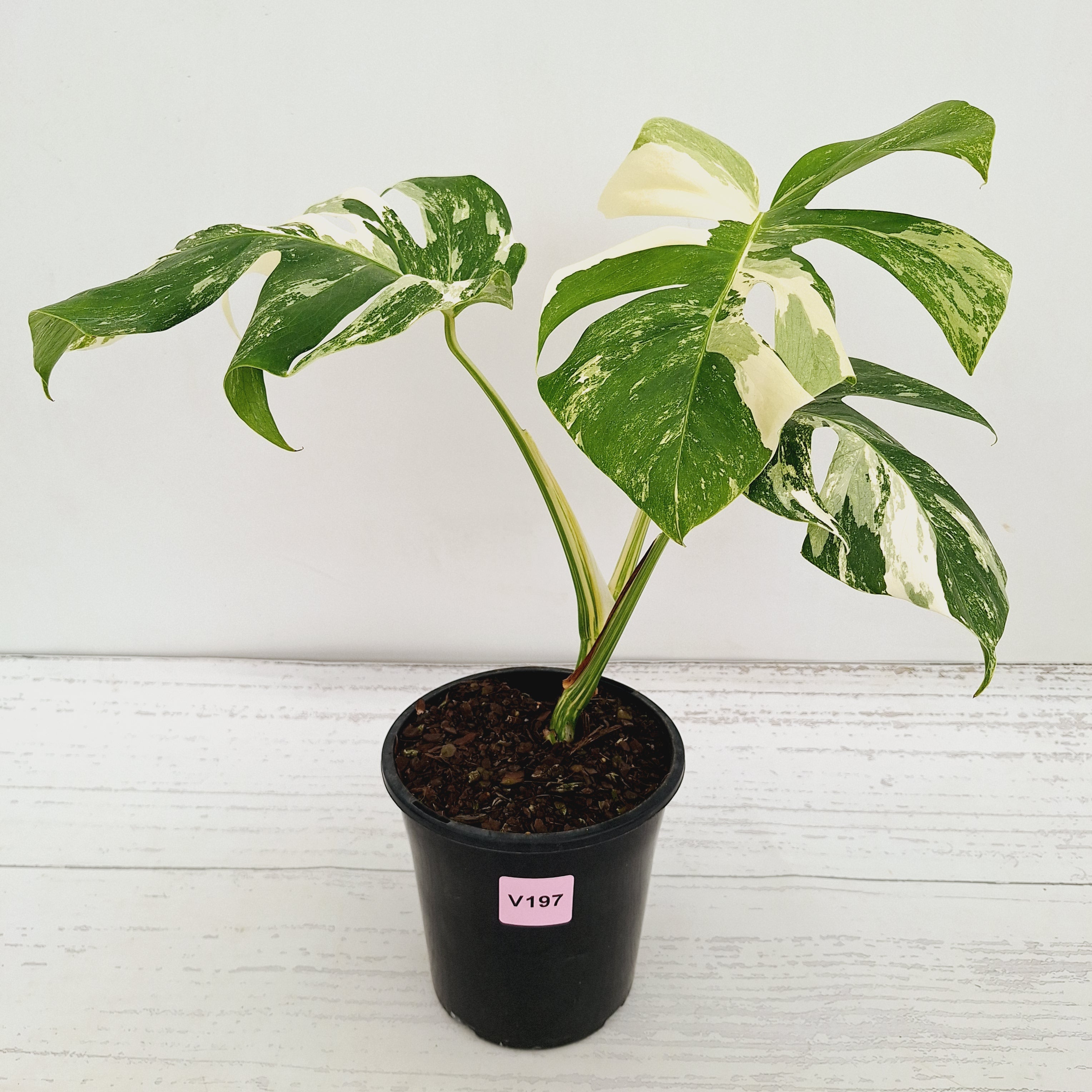 Monstera borsigiana 'Albo'