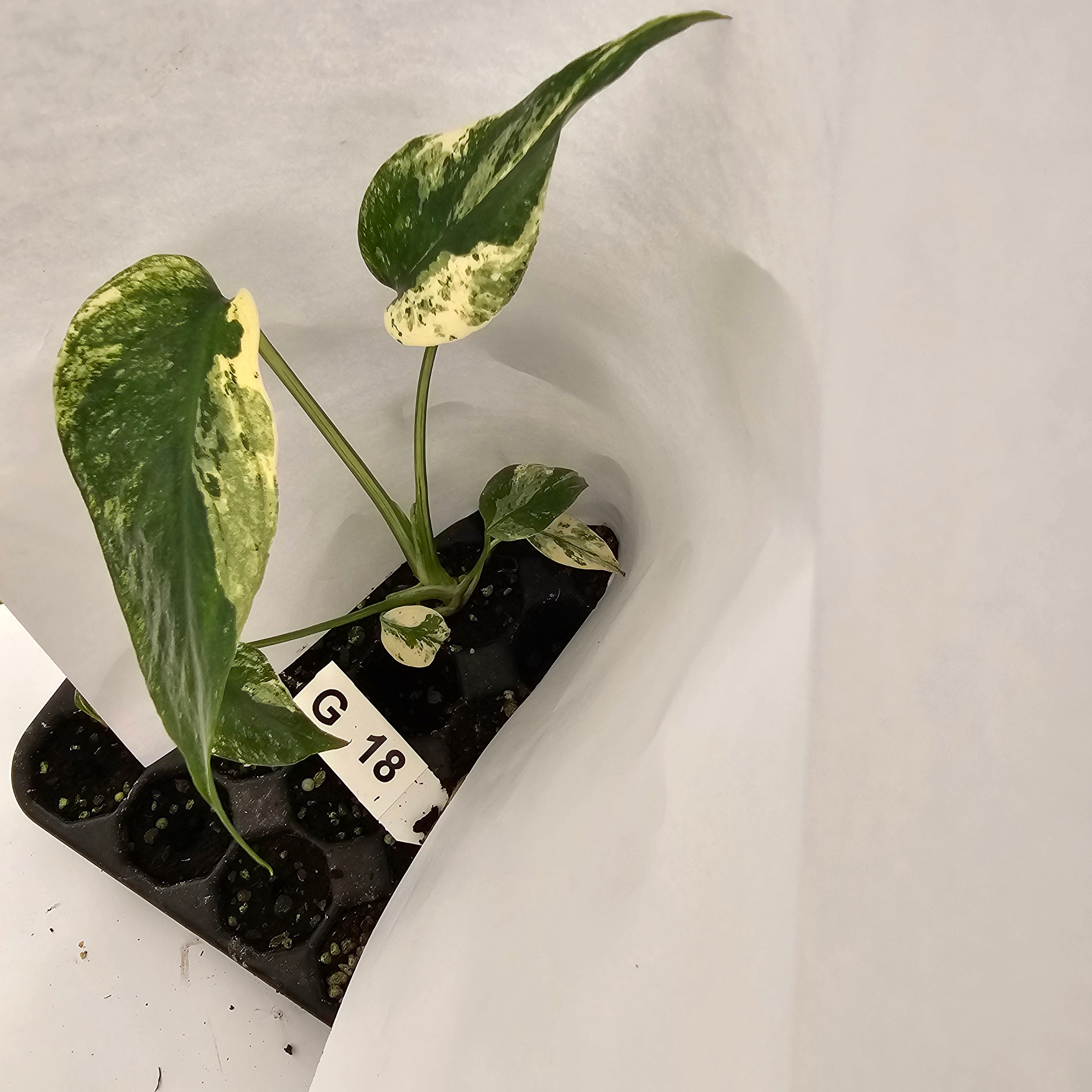 Monstera Deliciosa Mint - Bare Bottom Baby - SALE