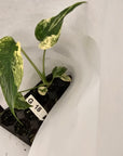 Monstera Deliciosa Mint - Bare Bottom Baby - SALE