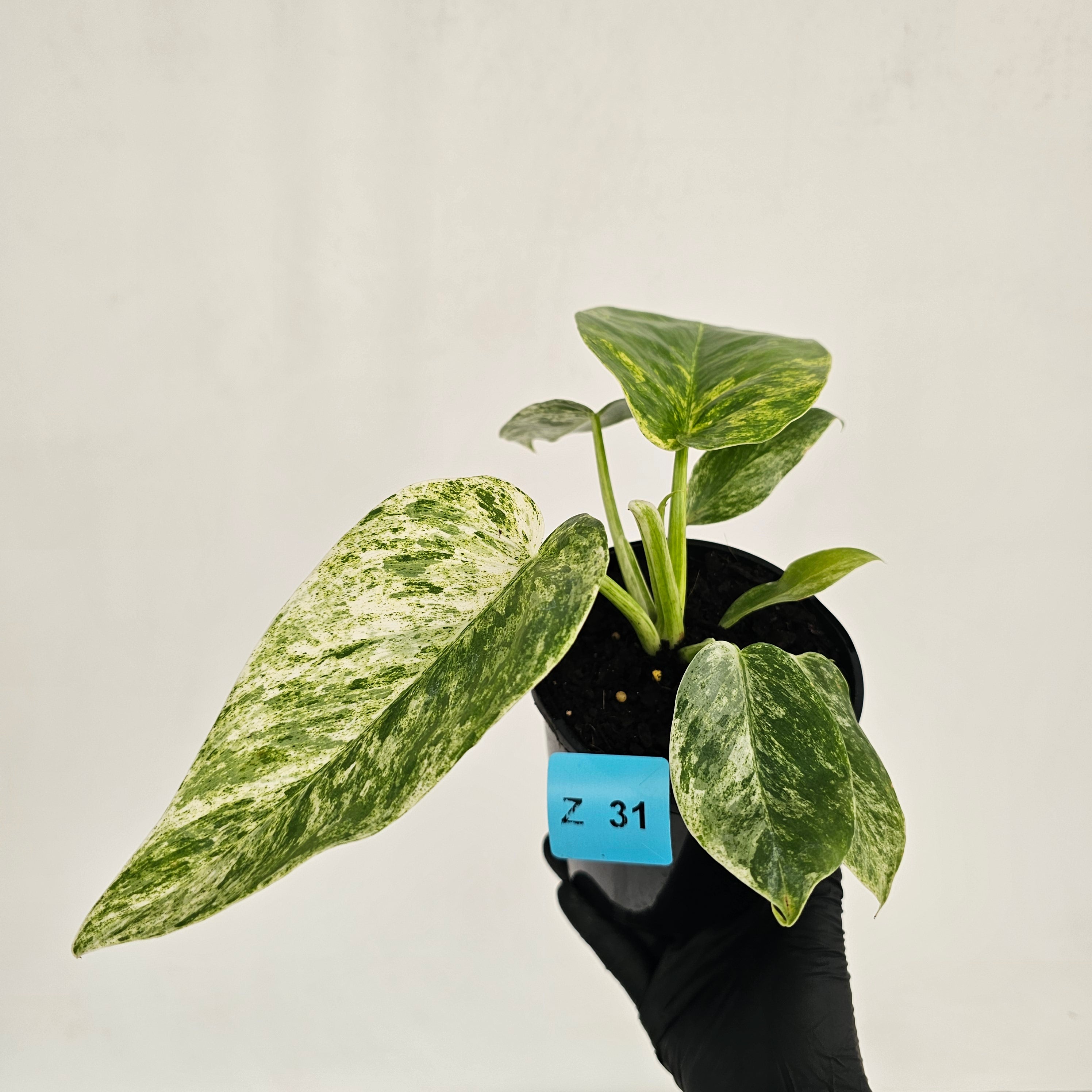 Philodendron giganteum Blizzard - SALE