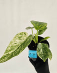 Philodendron giganteum Blizzard - SALE