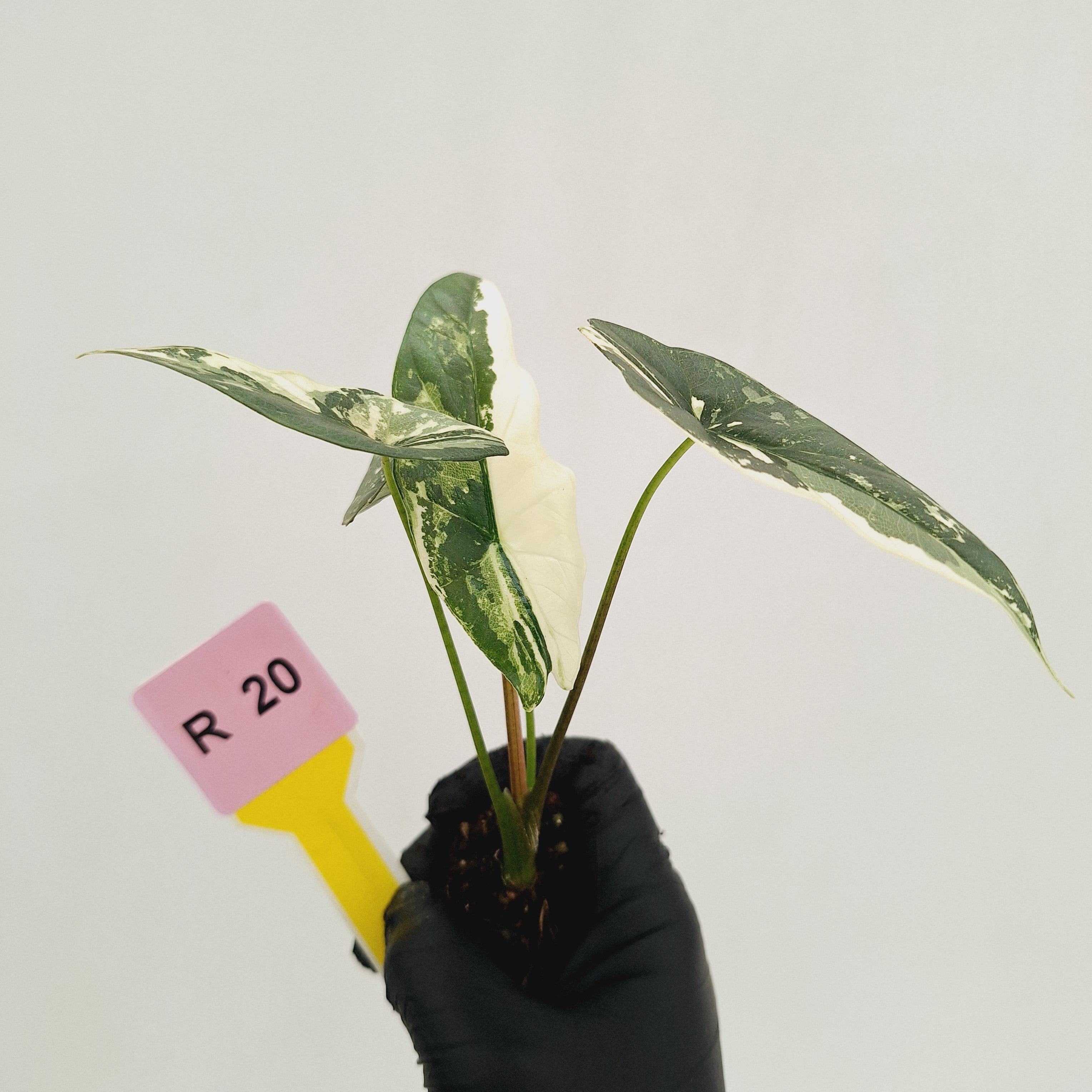 Alocasia 'Simpo'  Variegata- Bare Bottom Baby - SALE