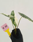 Alocasia 'Simpo'  Variegata- Bare Bottom Baby - SALE