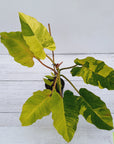 Philodendron pinnatifidum 'Jungle Fever'