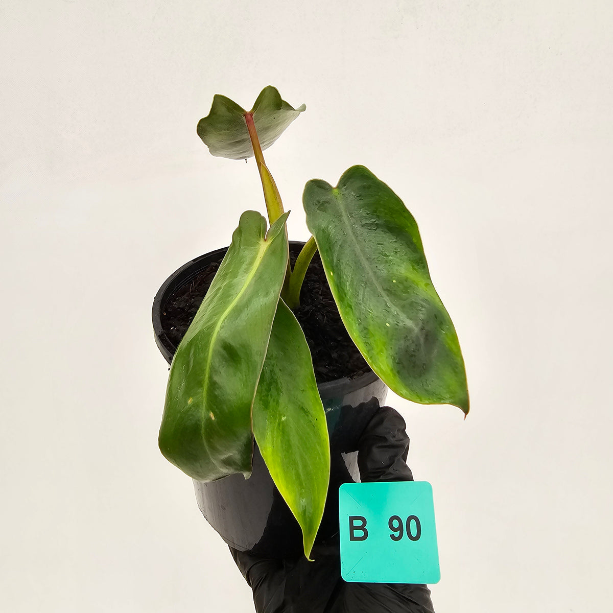 Philodendron spiritus-sancti