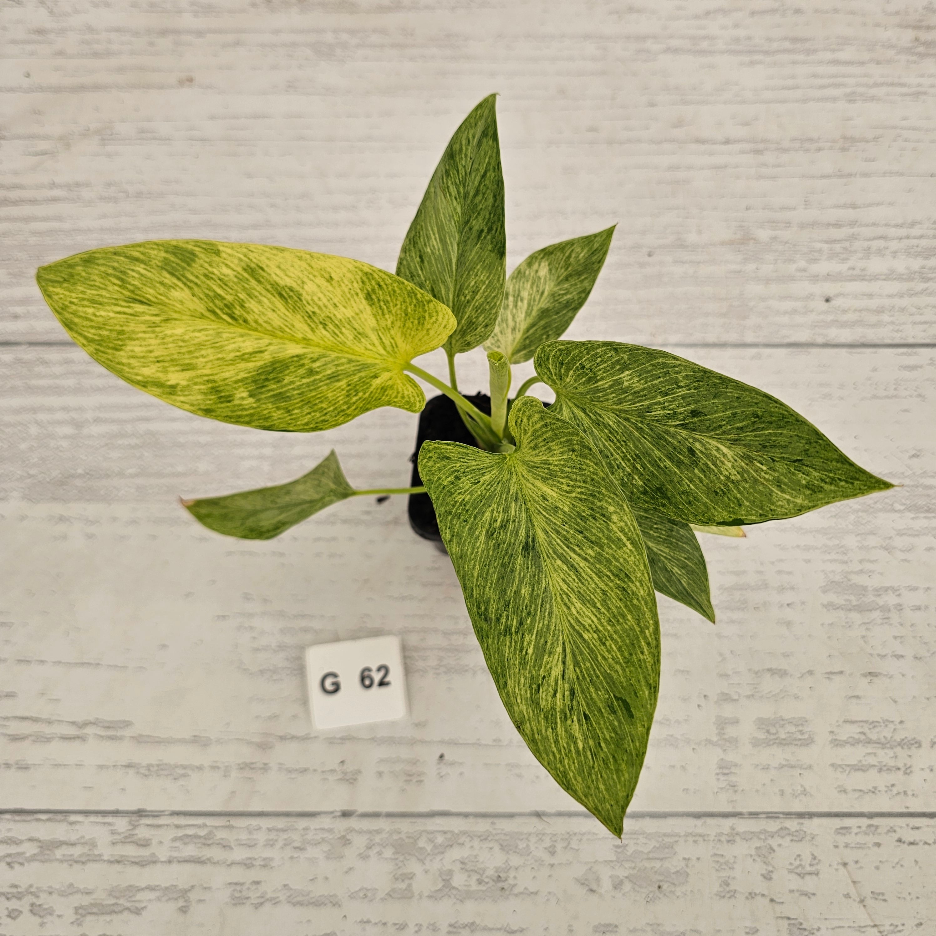 Homalomena sulcata ‘Cream Frost’ - SALE